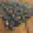 Handgefertigte Schürze mit Hirsch-Muster auf schwarzem Hintergrund, ideal für festliche Anlässe.