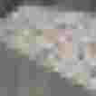 Blumenmuster auf einem leichten Stoff in neutralen Farben, geeignet für Mode aus Maria Alm.